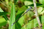 Amber-winged Spreadwing m (L)