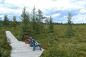 View of the Alfred Bog