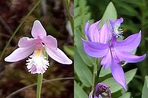 Summer Gems at the Alfred Bog