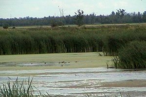 View of the Alfred Sewage Lagoon