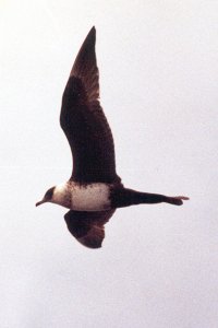 Pomarine Jaeger
