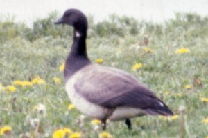 Brant at Presqu'ile Provincial Park