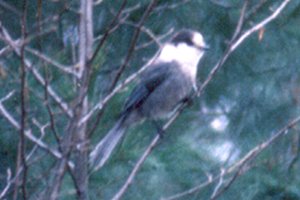 Gray Jay