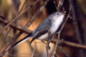 Blue-gray Gnatcatcher