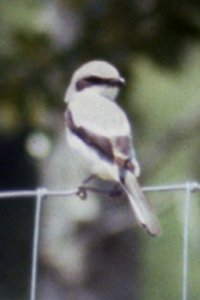 Loggerhead Shrike