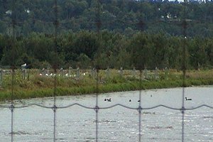 View of Masson Sewage Lagoons