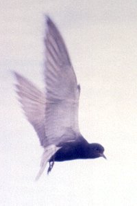 Black Tern at Baie Noire Nesting Colony - July 1, 1990
