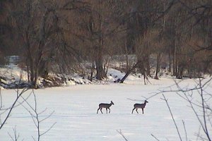 Deer Crossing Ice from Kettle Island