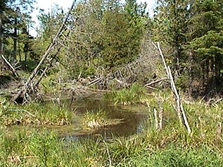 Swampy Creek along Chemin de Comte