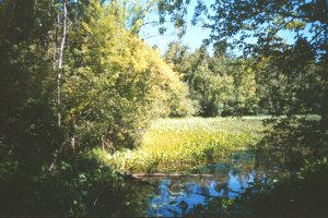 Floodplain Forest at Lac Leamy Ecological Park