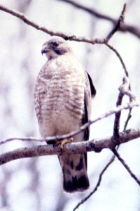 Broad-winged Hawk at Pine Grove Trails - Apr. 29, 1992