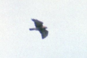 Broad-winged Hawk at Pine Grove Trails - Apr. 29, 1992