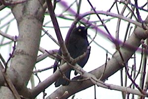 Rusty Blackbird - Riverbank Road - April 10, 2004