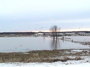 Looking West over Cobbs Lake Creek Floodplain