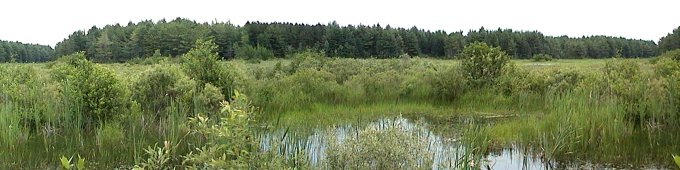 Marsh along Drouin Road