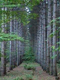 Mature Pine Plantation across from Grant Cemetery