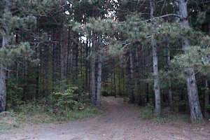 Trail Through Pines at the Grant Cemetery