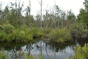 Woodland Pond at Indian Creek and JGL Logging Roads