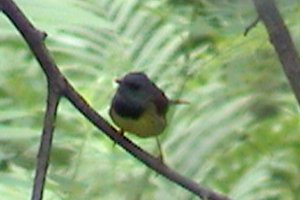 Mourning Warbler at South Indian Creek and Indian Creek Road - June 24, 2005
