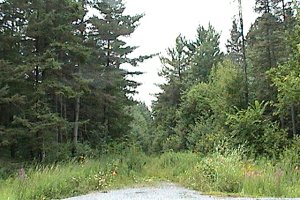 Lemieux Road (South of Route 200E) Trail to Southwest