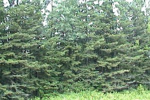 Conifers SSE along Lemieux Road near Route 200E