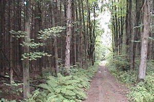 Pines along County Road 8 and Route 100E Trail