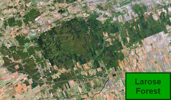 Google Satellite Image of the Larose Forest