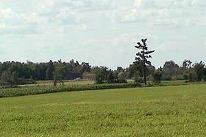 View from the Junction of Dunning and Regimbald Roads