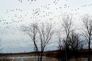 A Sky Full of Geese - Bear Brook at Frank Kenny Road