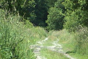 Along the East End of Loughlin Ridge Road