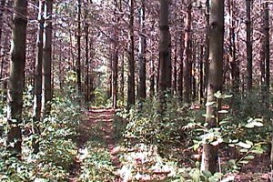 Pine Woods at the Ruffed Grouse Area