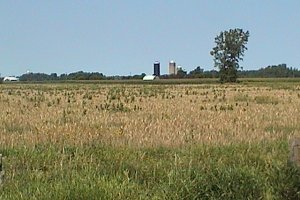 Farmland along the Guy-Cameron Roads