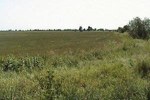 Farmland along the Guy-Cameron Roads
