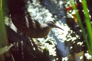 Virginia Rail at the John Macoun Marsh - Photo courtesy Mike Leveille