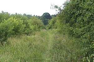Trail through Revelstoke Park