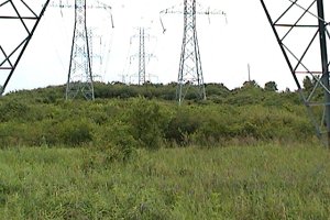 Overgrown Area South of Revelstoke Park