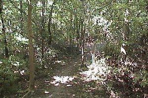 Trail South from Gideon Adams Park