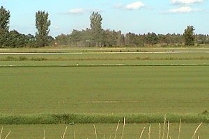 Drainage Parallel to Road