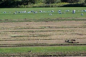 Gulls Resting on River Road Turf Farm