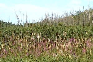 Sabourins Crossing Heronry - Naked Eye