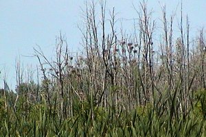 Sabourins Crossing Heronry - Magnified