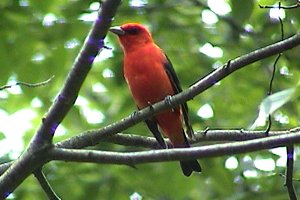 Scarlet Tanager at Ferguson Forest Station - June 26, 2004