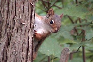 Red Squirrel at Ferguson Forest Station - June 26, 2004