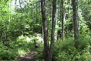 Trails on the Ferguson Forest Station