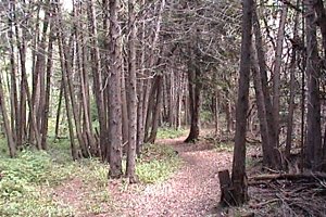 Trails on the Ferguson Forest Station