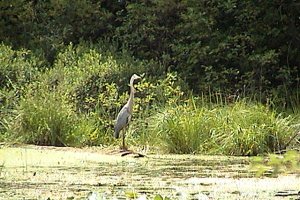 Great Blue Heron off Becketts Landing Road