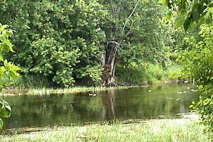 Rideau River at Billings Bridge Park