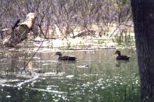 Black Ducks at Vincent Massey Park