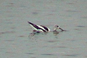 Bonaparte's Gulls in Winter Plumage