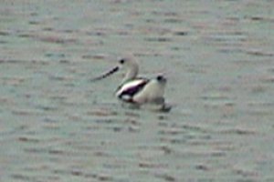 American Avocet - Winchester Lagoons - Sep. 28, 2003